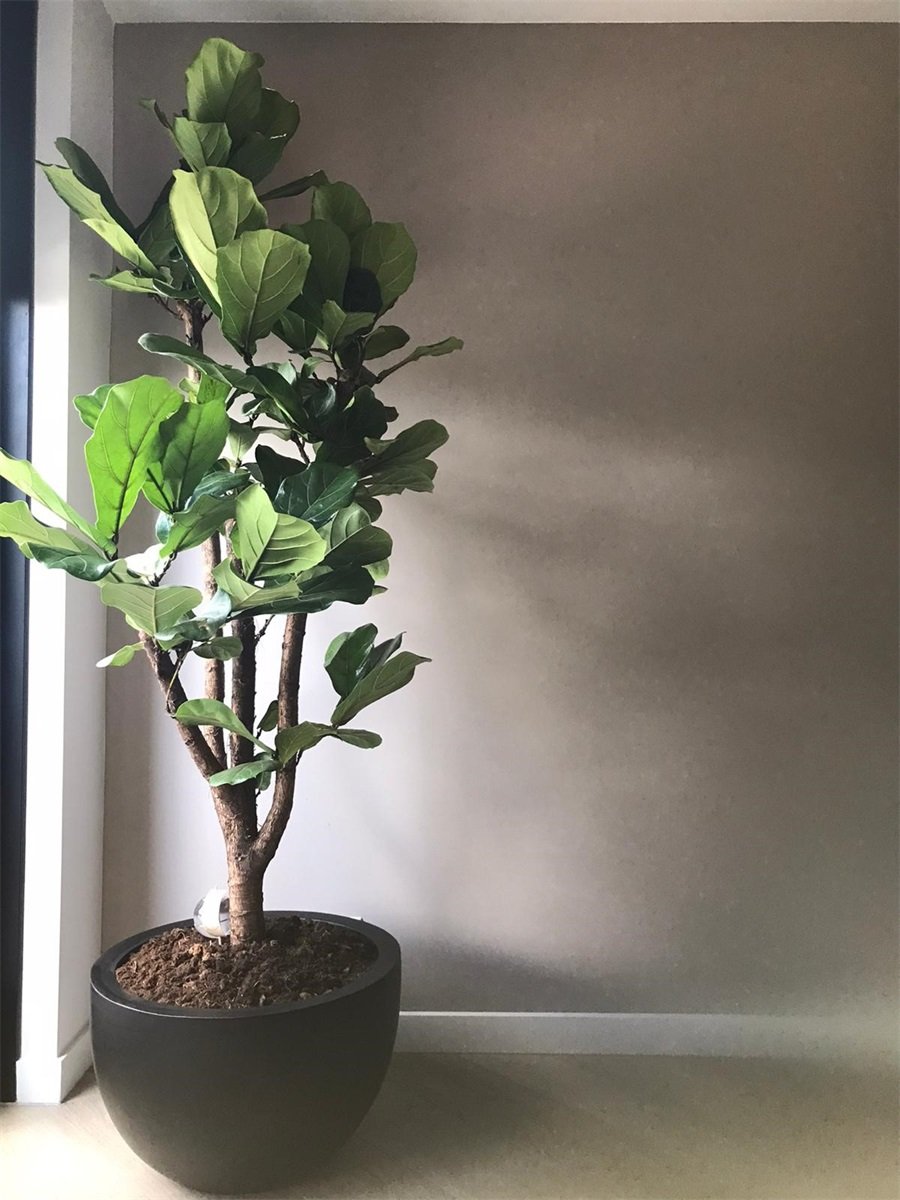 Pot Black M | The FlowerField