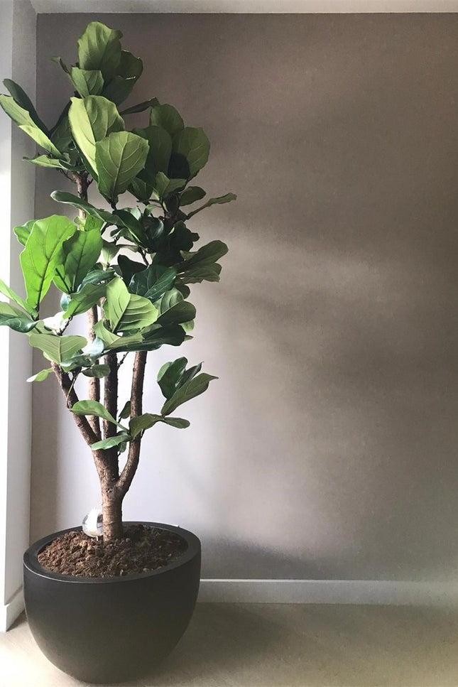 Pot Black M | The FlowerField