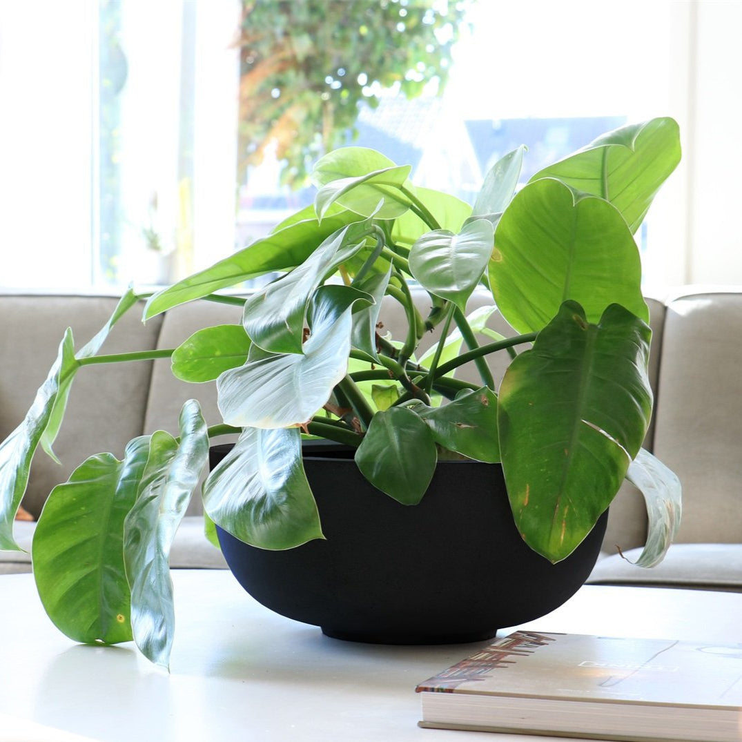 Pot zwart S | The FlowerField