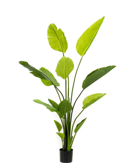 Kunstplant strelitzia nicolai | 150 cm