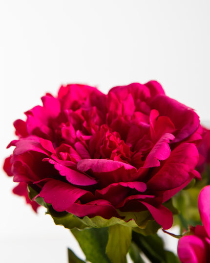Pioenrozen | Fuchsia