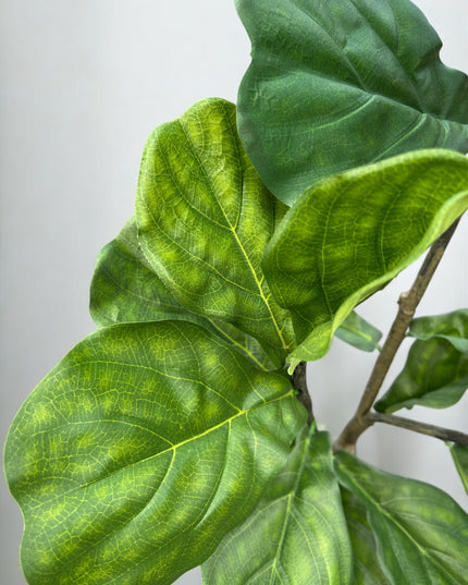 Ficus Lyrata | The FlowerField