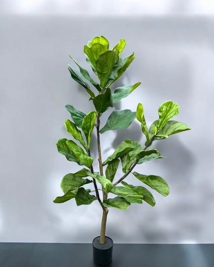 Ficus Lyrata | The FlowerField