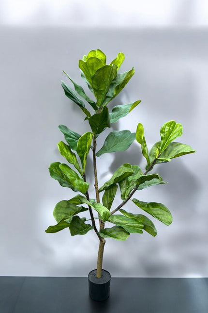 Ficus Lyrata | The FlowerField