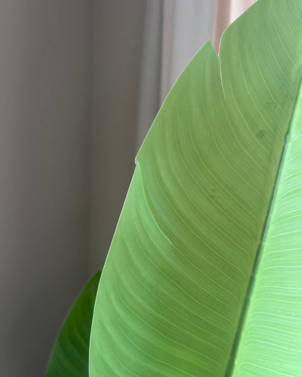 Kunstplant strelitzia nicolai | 150 cm