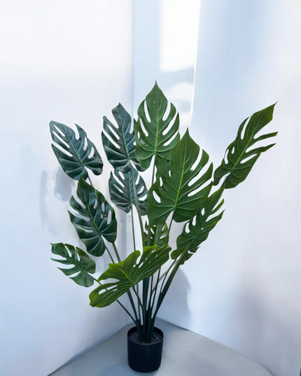 Monstera plant | The FlowerField