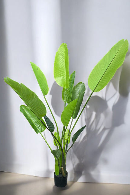 Strelitzia Nicolai | The FlowerField